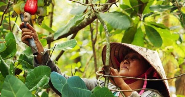 Cơ hội để ngành điều Việt Nam bứt tốc