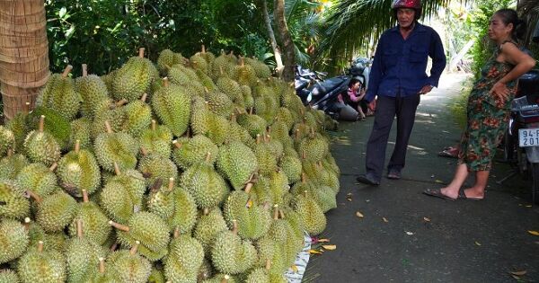Trung Quốc cảnh báo với sầu riêng, mít Việt
