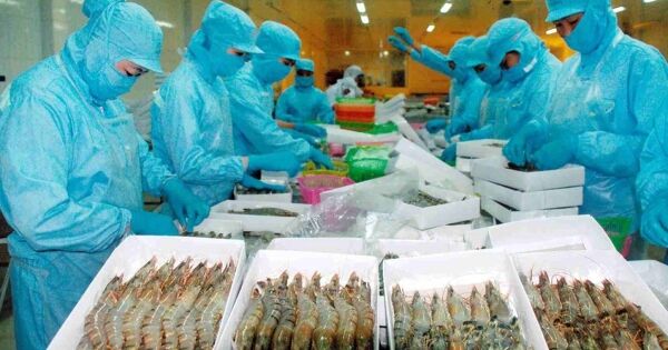 Xuất khẩu tôm đối mặt với thách thức thiếu nguyên liệu