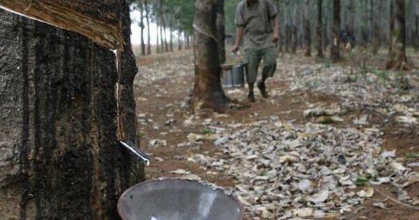 Giá cao su hôm nay 17/1: Đồng loạt tăng mạnh