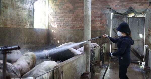 Giá thịt tăng cao, người chăn nuôi có lợi nhuận tốt
