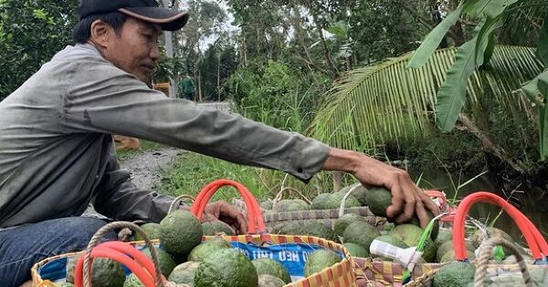 Giá giảm mạnh, nhà vườn thất thu từ vụ màu Tết
