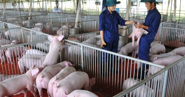 Uớc tính doanh thu đạt tỷ USD năm 2024, Dabaco công bố BCTC chỉ thu về hơn 14.000 tỷ