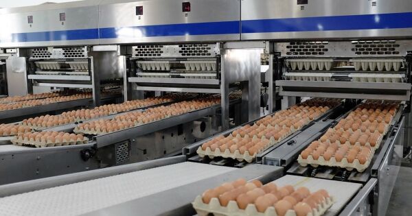 Lợi nhuận mảng bất động sản và nông nghiệp của Hoà Phát tăng trưởng bằng lần trong 2024