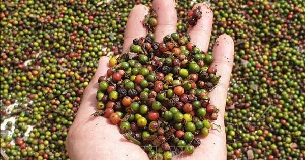 Ngành hồ tiêu sẵn sàng ứng phó với nhiều biến động