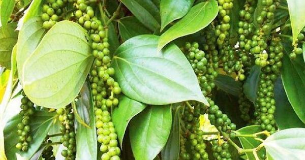 Xuất khẩu hồ tiêu trong ba quý gần bằng cả năm 2024