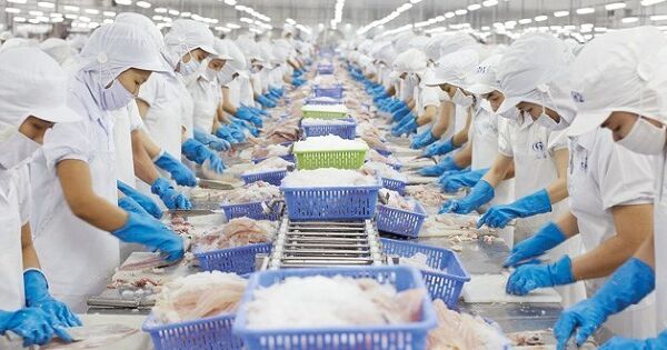 Nhiều công ty xuất khẩu thủy sản lớn xuống phong độ vì thị trường Mỹ