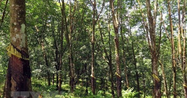 Đồng Nai cần thu hồi khoảng 3.400 ha đất cao su để thực hiện các dự án lớn