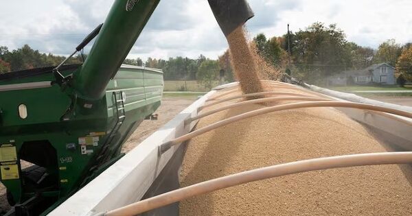 Trung Quốc bắt đầu mua đậu tương Mỹ trở lại?