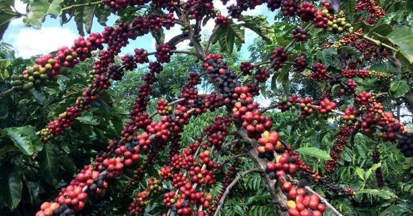 Brazil đe dọa soán ngôi vương cà phê robusta của Việt Nam
