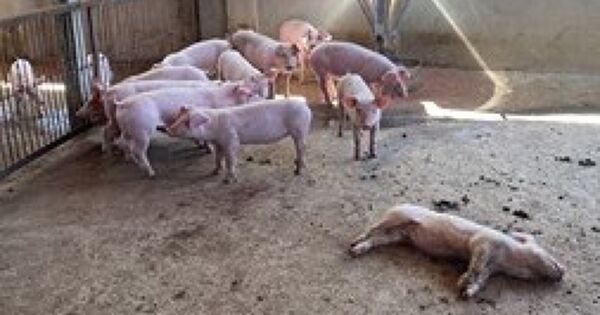 Liên tục phát sinh nhiều ổ dịch tả heo châu Phi tại Vĩnh Long