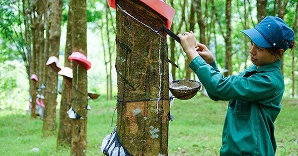 Giá mủ cao su lên cao, GVR lãi gấp đôi cùng kỳ