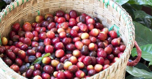 Lợi thế cà phê Việt Nam có thể giảm nếu EU hoãn quy định chống phá rừng?