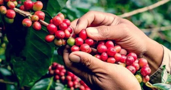 Giá cà phê có thể tiếp tục tăng vào năm tới?