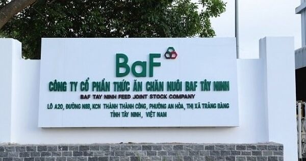Lợi nhuận BAF quý III giảm sâu trước áp lực giá heo và chi phí cao