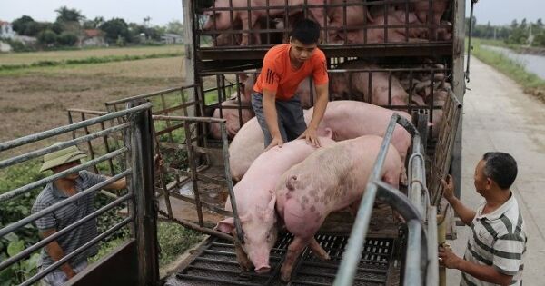 Giá heo hơi chạm đáy 5 năm, người nuôi thua lỗ