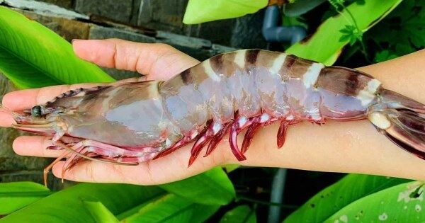 Hàng Việt xuất sang Mỹ lập kỷ lục mới