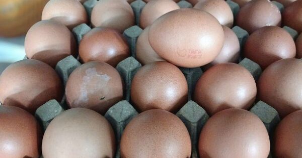 Giá trứng gà tăng mạnh