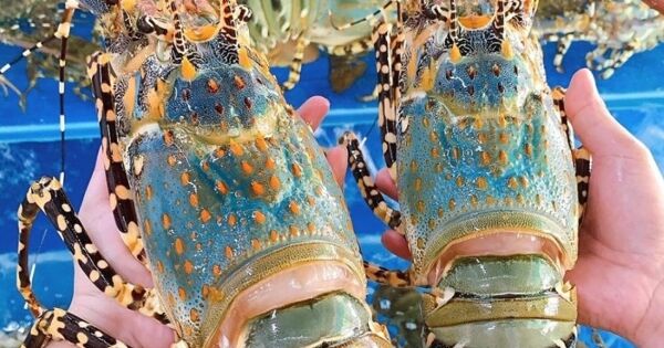 Nguồn cung tôm hùm xuất khẩu sang Trung Quốc trong năm 2026 có thể suy giảm vì mưa lũ