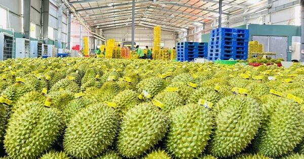 Vì sao xuất khẩu rau quả sang Mỹ tăng mạnh gần 50% dù chịu thuế đối ứng?