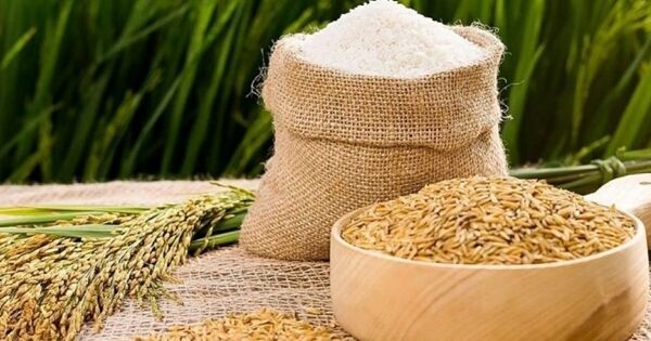 Giá gạo xuất khẩu giảm nhẹ do nhu cầu yếu