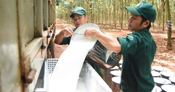 Doanh nghiệp đầu ngành cao su lãi đậm