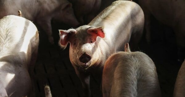 Trung Quốc nới lỏng thuế nhập khẩu thịt heo từ EU