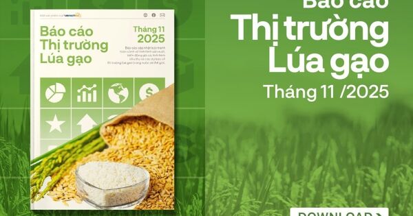 [Báo cáo] Thị trường gạo tháng 11/2025: Xuất khẩu gạo tăng trở lại, giá có dấu hiệu hồi phục