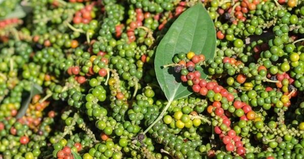 Giá tiêu có thể tiếp tục tăng vào năm 2026?