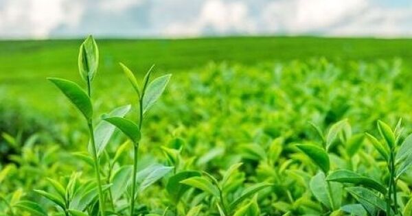 Gần 500 container chè “mắc kẹt”: Bộ Công thương vào cuộc