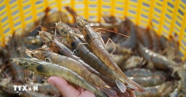 Giá tôm tăng cao dịp cuối năm đúng thời điểm mùa vụ thu hoạch