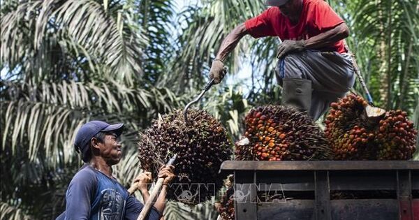 Dầu cọ thắng thế trong thỏa thuận Mỹ - Indonesia