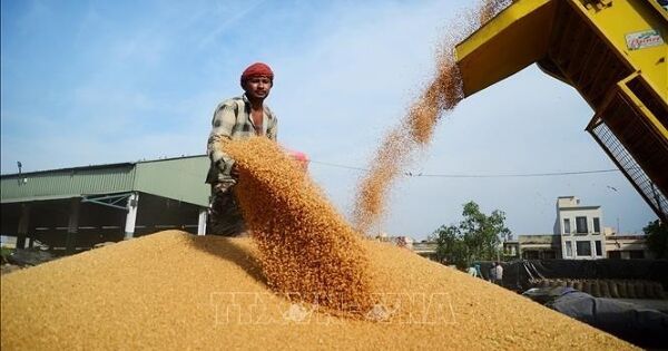 Nông sản toàn cầu biến động trái chiều