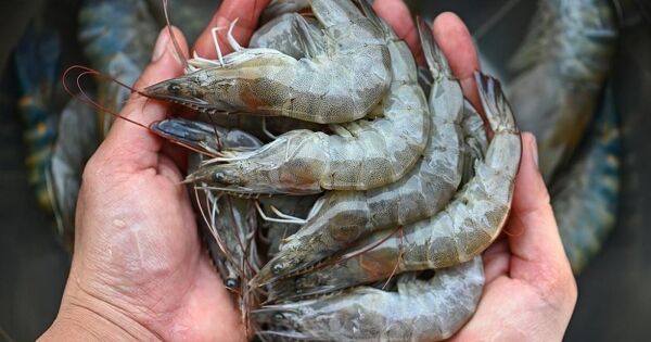 Khủng hoảng tôm Thái Lan: Doanh nghiệp kêu gọi chính phủ hỗ trợ, nắm bắt cơ hội tại Mỹ