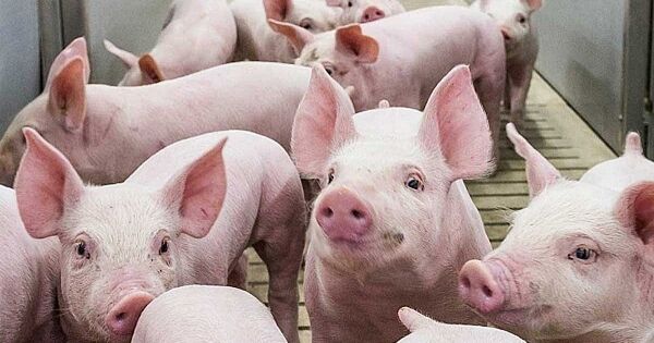 Giá heo hơi có thể tăng lên 70.000 đồng/kg thời điểm gần Tết?