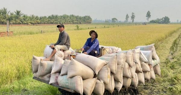Giá gạo xuất khẩu tăng nhẹ, giao dịch nội địa trầm lắng
