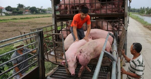 Nguồn cung heo về các chợ đầu mối giảm mạnh