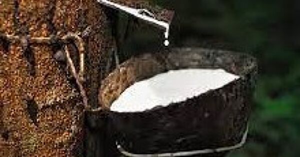 Giá cao su hôm nay 12/2: Diễn biến trái chiều