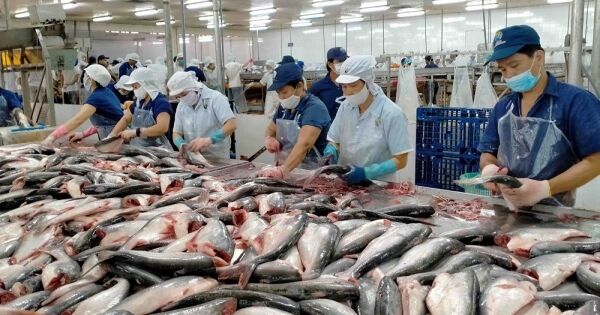 Giá cá tra đạt mức cao kỷ lục
