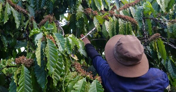 Doanh nghiệp yêu cầu công nhân đóng bảo hiểm bằng cà phê