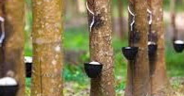 Giá cao su hôm nay 14/2: Chạm mức thấp nhất một tháng qua ở Thái Lan