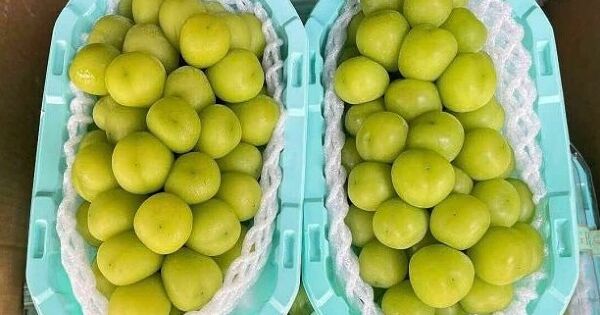 Việt Nam chi hơn 1,5 tỷ USD nhập rau quả từ Mỹ, Trung Quốc