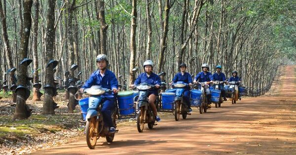 Tập đoàn Cao su thu lũy kế hơn nửa tỷ USD tại Lào