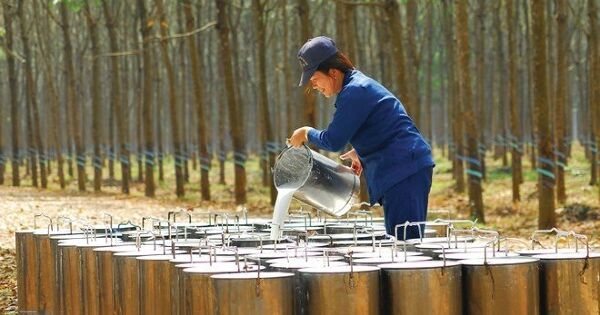 Cổ phiếu cao su liên tiếp lập đỉnh, động lực nào cho tăng trưởng?