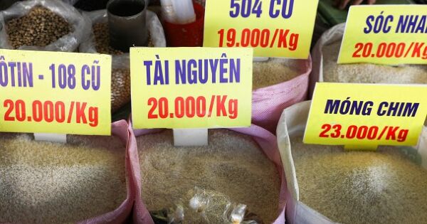 Giá gạo xuất khẩu xuống đáy 9 năm