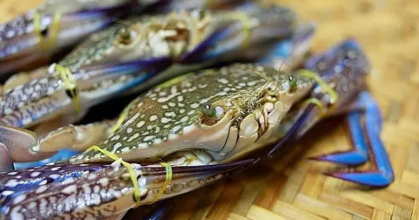 Việt Nam thu hơn 1.500 tỷ đồng từ xuất khẩu cua ghẹ