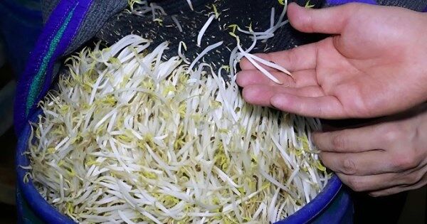 Lời khai của nhóm sản xuất hàng nghìn tấn giá đỗ ngâm chất cấm