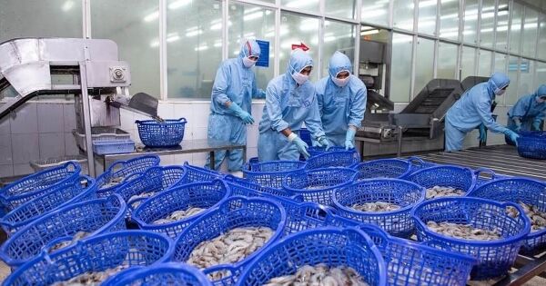 Xuất khẩu nhiều vào thị trường Mỹ, lợi nhuận Sao Ta rơi về đáy 4 năm