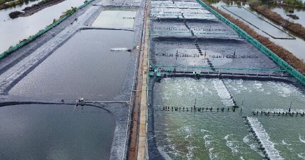 Một địa phương sẽ trở thành 'thủ phủ' tôm của cả nước sau sáp nhập