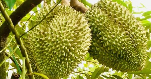 Xuất khẩu rau quả sang Trung Quốc giảm mạnh
